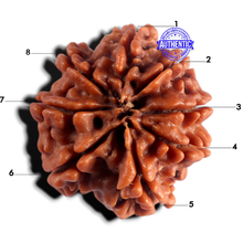 Load image into Gallery viewer, 8 Mukhi Nepalese Rudraksha - Bead No. 487
