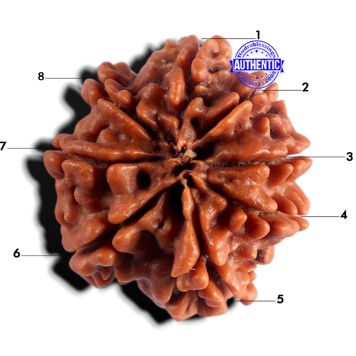 8 Mukhi Nepalese Rudraksha - Bead No. 487