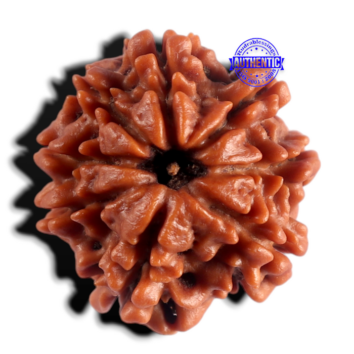 8 Mukhi Nepalese Rudraksha - Bead No. 487