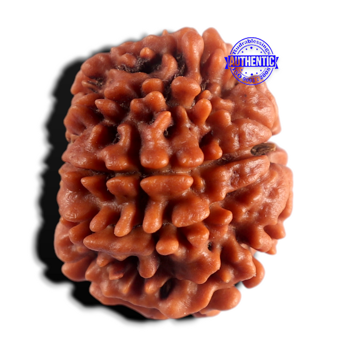 8 Mukhi Nepalese Rudraksha - Bead No. 487