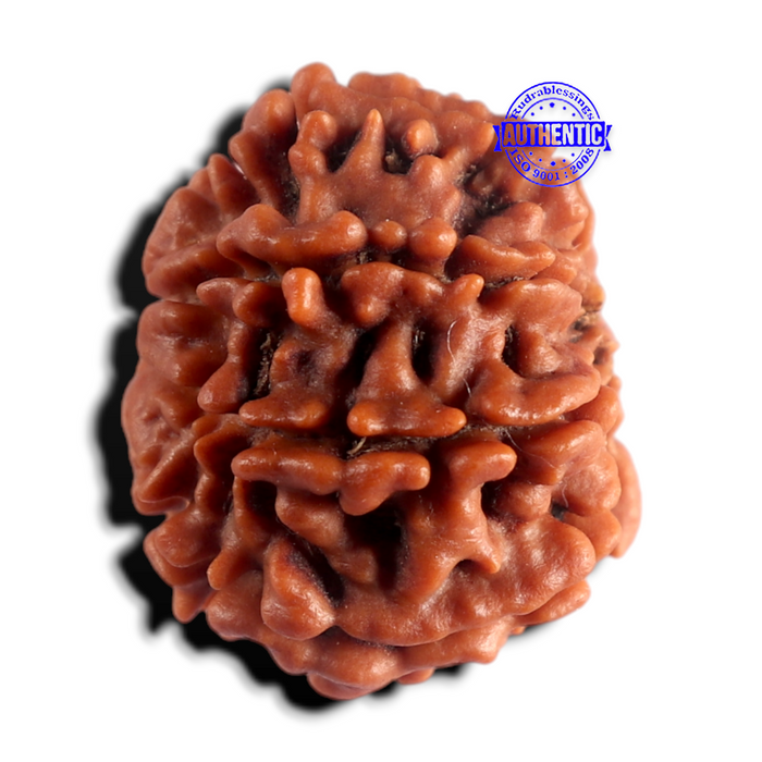 8 Mukhi Nepalese Rudraksha - Bead No. 487