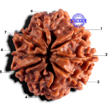 Load image into Gallery viewer, 8 Mukhi Nepalese Rudraksha - Bead No. 488
