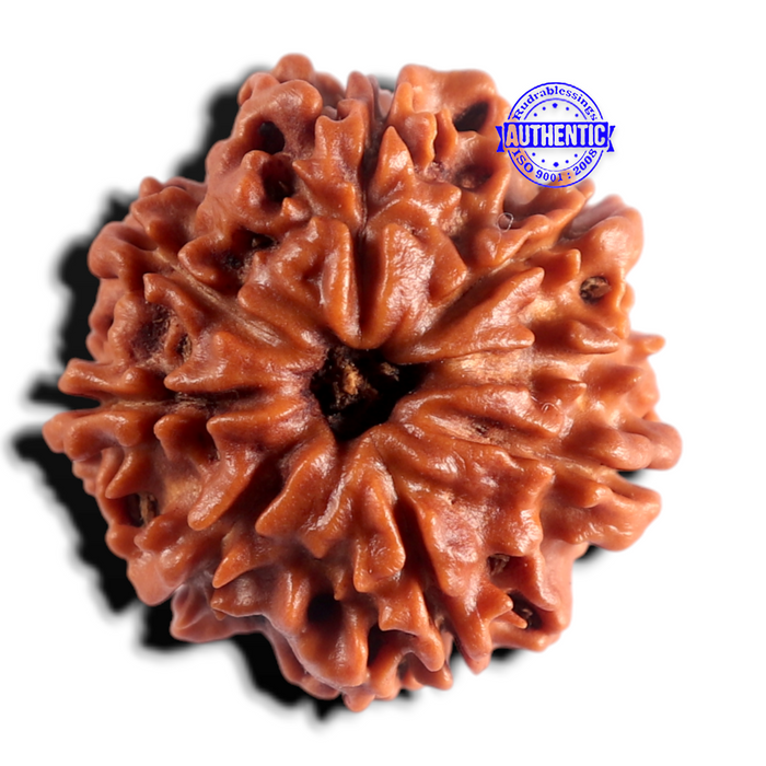 8 Mukhi Nepalese Rudraksha - Bead No. 488