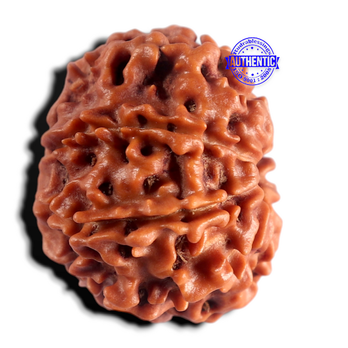 8 Mukhi Nepalese Rudraksha - Bead No. 488