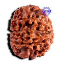 Load image into Gallery viewer, 8 Mukhi Nepalese Rudraksha - Bead No. 488
