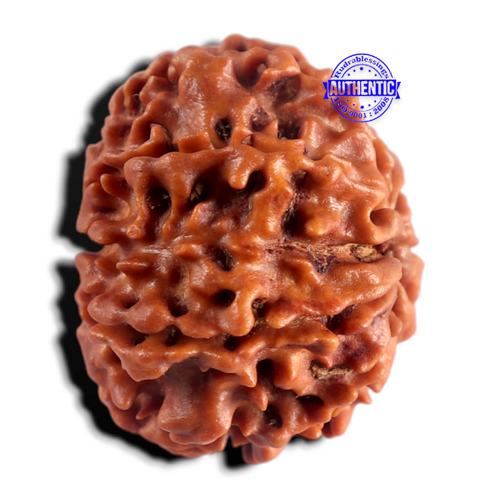 8 Mukhi Nepalese Rudraksha - Bead No. 488