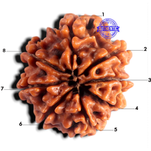 Load image into Gallery viewer, 8 Mukhi Nepalese Rudraksha - Bead No. 489
