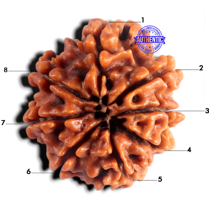8 Mukhi Nepalese Rudraksha - Bead No. 489