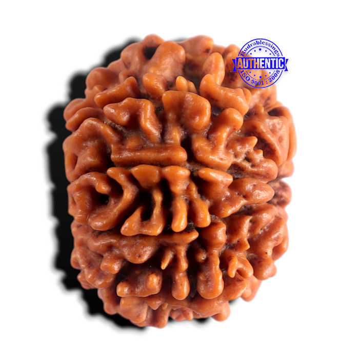 8 Mukhi Nepalese Rudraksha - Bead No. 489