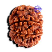 Load image into Gallery viewer, 8 Mukhi Nepalese Rudraksha - Bead No. 489

