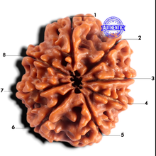 Load image into Gallery viewer, 8 Mukhi Nepalese Rudraksha - Bead No. 490

