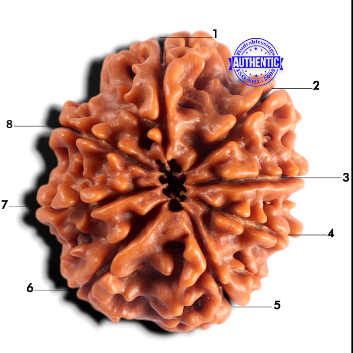 8 Mukhi Nepalese Rudraksha - Bead No. 490