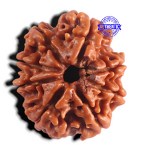 Load image into Gallery viewer, 8 Mukhi Nepalese Rudraksha - Bead No. 490

