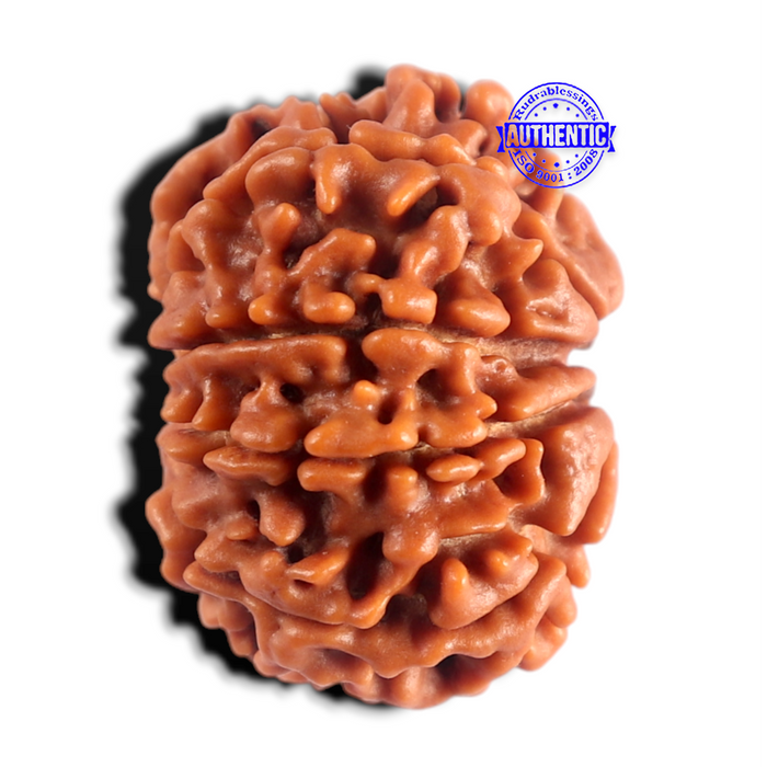 8 Mukhi Nepalese Rudraksha - Bead No. 490