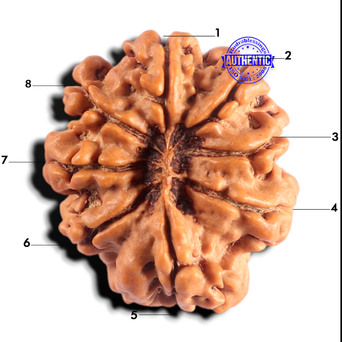 8 Mukhi Nepalese Rudraksha - Bead No. 491