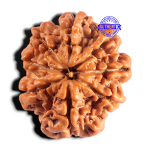 Load image into Gallery viewer, 8 Mukhi Nepalese Rudraksha - Bead No. 491
