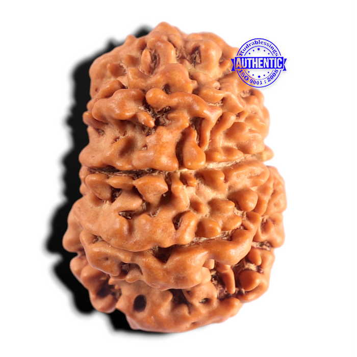 8 Mukhi Nepalese Rudraksha - Bead No. 491
