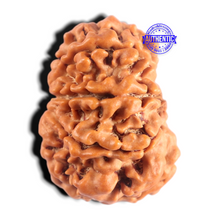 Load image into Gallery viewer, 8 Mukhi Nepalese Rudraksha - Bead No. 491
