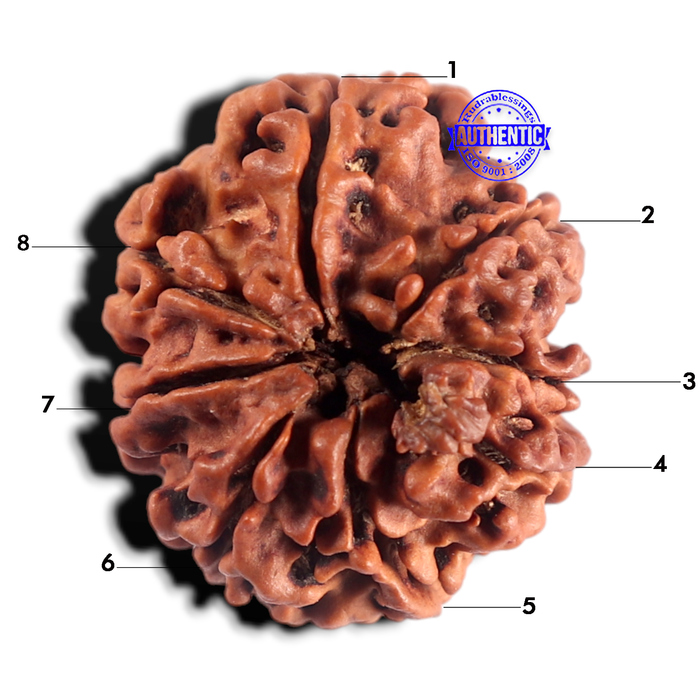 8 Mukhi Nepalese Rudraksha - Bead No. 492