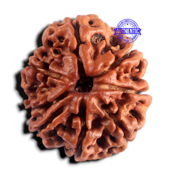 8 Mukhi Nepalese Rudraksha - Bead No. 492