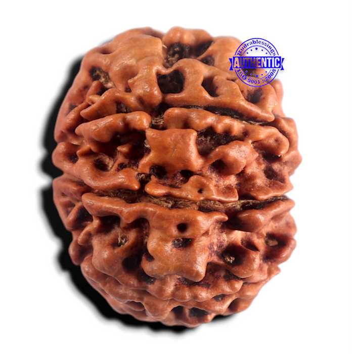 8 Mukhi Nepalese Rudraksha - Bead No. 492