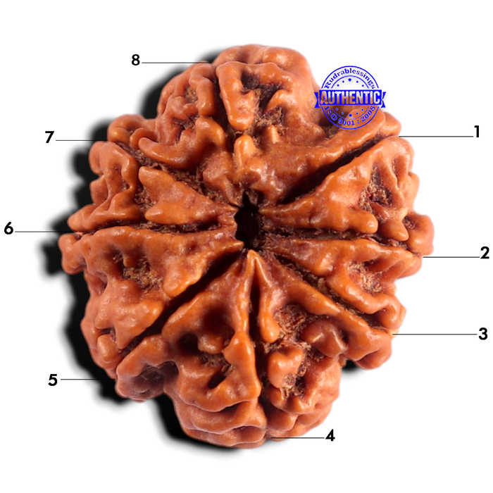 8 Mukhi Nepalese Rudraksha - Bead No. 493