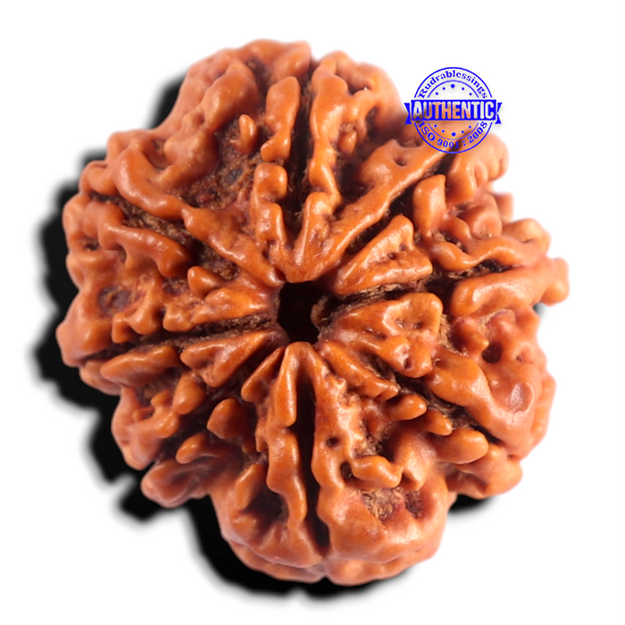8 Mukhi Nepalese Rudraksha - Bead No. 493