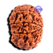Load image into Gallery viewer, 8 Mukhi Nepalese Rudraksha - Bead No. 493
