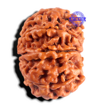 Load image into Gallery viewer, 8 Mukhi Nepalese Rudraksha - Bead No. 493
