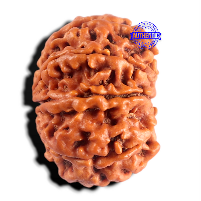 8 Mukhi Nepalese Rudraksha - Bead No. 493