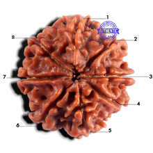 Load image into Gallery viewer, 8 Mukhi Nepalese Rudraksha - Bead No. 494
