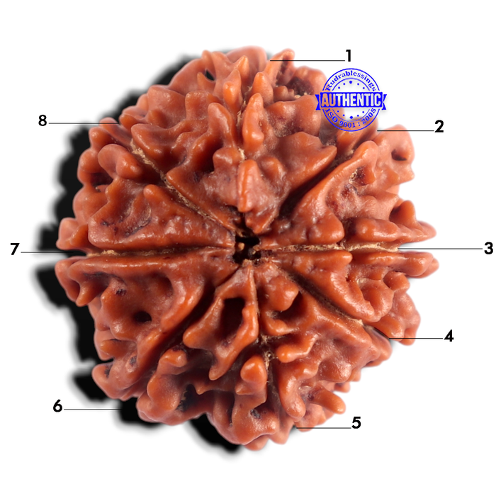 8 Mukhi Nepalese Rudraksha - Bead No. 494