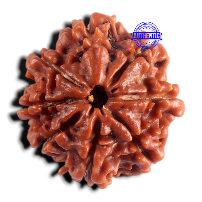 8 Mukhi Nepalese Rudraksha - Bead No. 494