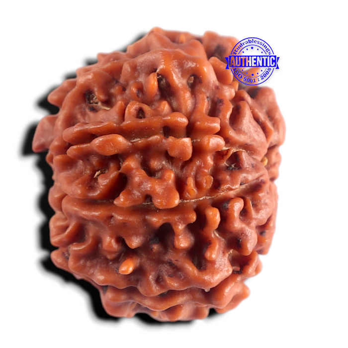 8 Mukhi Nepalese Rudraksha - Bead No. 494