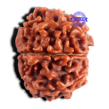 Load image into Gallery viewer, 8 Mukhi Nepalese Rudraksha - Bead No. 494
