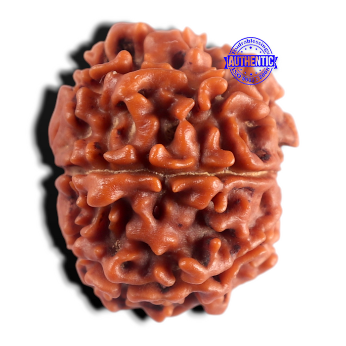 8 Mukhi Nepalese Rudraksha - Bead No. 494