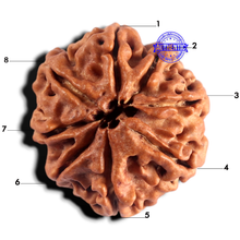 Load image into Gallery viewer, 8 Mukhi Nepalese Rudraksha - Bead No. 495
