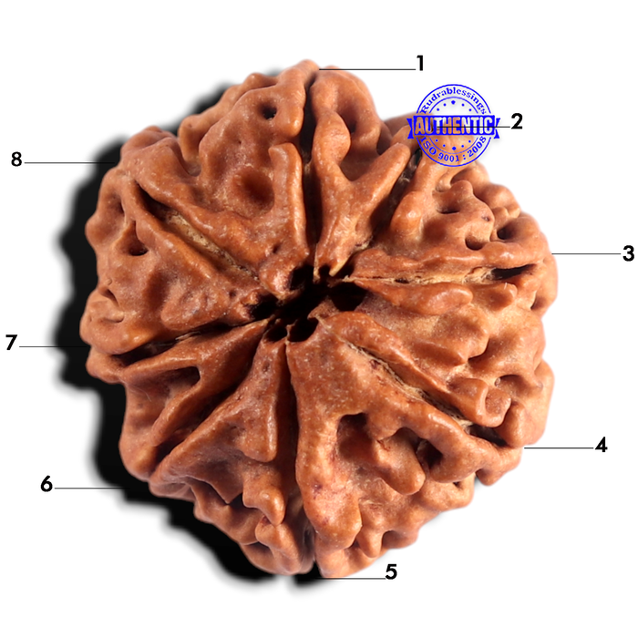 8 Mukhi Nepalese Rudraksha - Bead No. 495