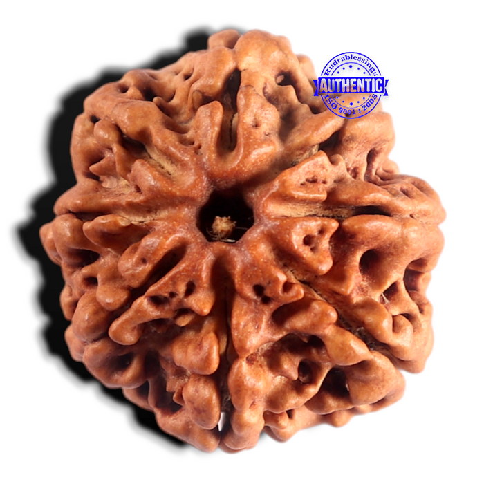 8 Mukhi Nepalese Rudraksha - Bead No. 495