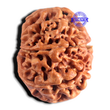 Load image into Gallery viewer, 8 Mukhi Nepalese Rudraksha - Bead No. 495
