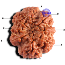 Load image into Gallery viewer, 8 Mukhi Nepalese Rudraksha - Bead No. 496
