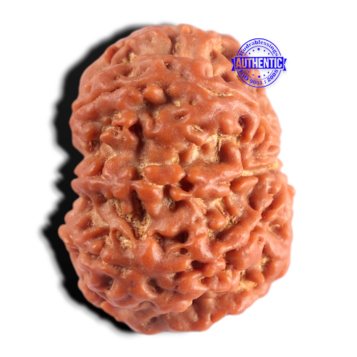 8 Mukhi Nepalese Rudraksha - Bead No. 496
