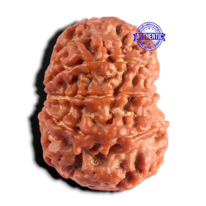 8 Mukhi Nepalese Rudraksha - Bead No. 496
