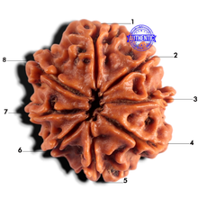 Load image into Gallery viewer, 8 Mukhi Nepalese Rudraksha - Bead No. 497
