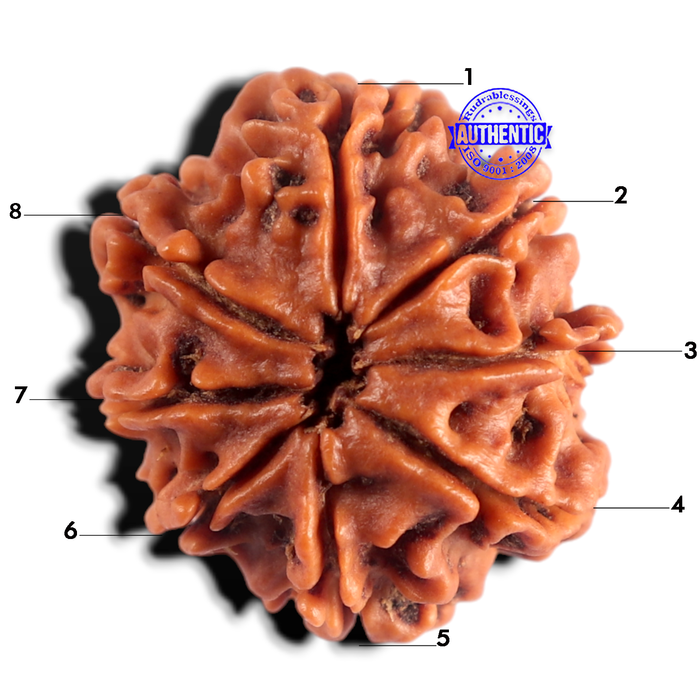 8 Mukhi Nepalese Rudraksha - Bead No. 497