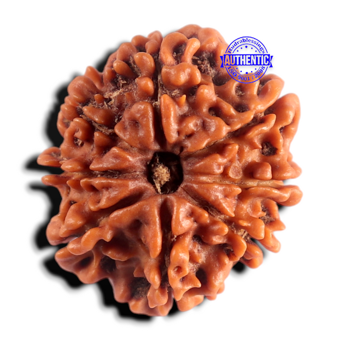 8 Mukhi Nepalese Rudraksha - Bead No. 497