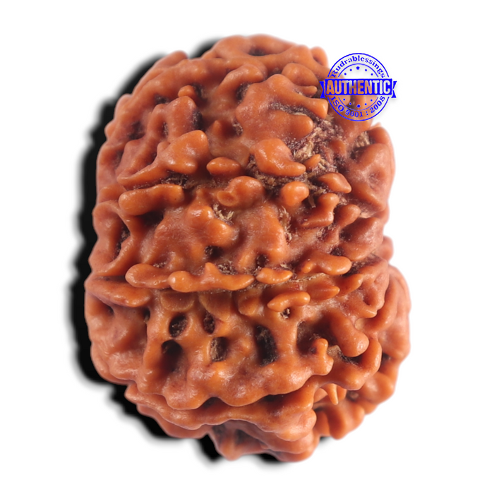8 Mukhi Nepalese Rudraksha - Bead No. 497