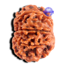 Load image into Gallery viewer, 8 Mukhi Nepalese Rudraksha - Bead No. 497
