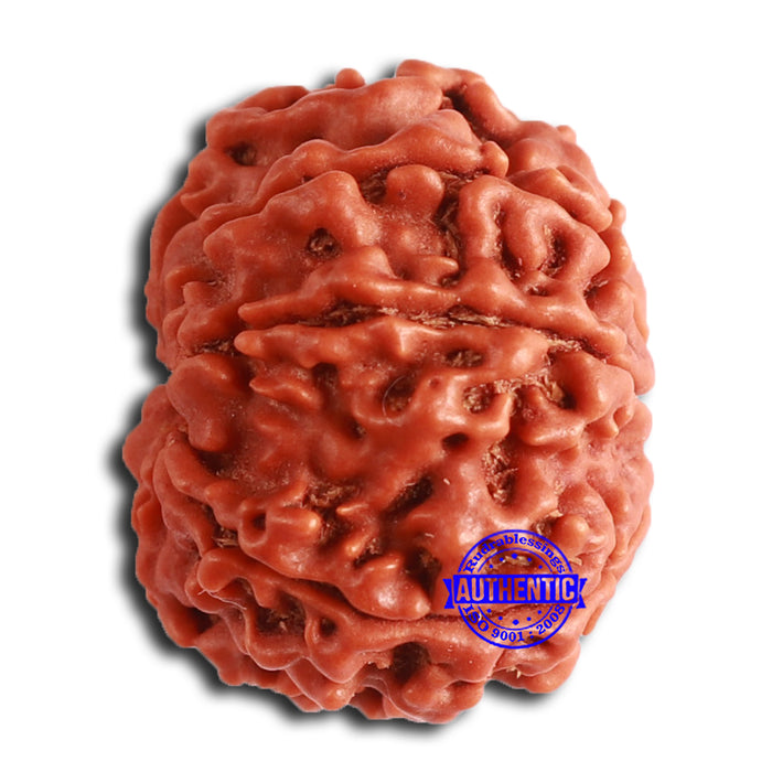 8 Mukhi Nepalese Rudraksha - Bead No. 357