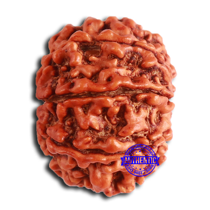 8 Mukhi Nepalese Rudraksha - Bead No. 359